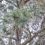 Pinus nigra ᱥᱟᱠᱟᱢ