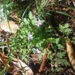 Geranium robertianumBlad