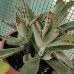 Kalanchoe tomentosa 葉