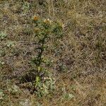 Carlina vulgaris आदत