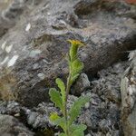 Senecio viscosus बार्क (छाल)