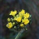 Pilosella cymosa Flower