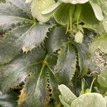 Helleborus argutifolius ഇല