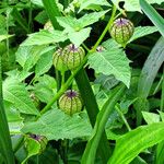 Physalis angulata Flower
