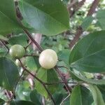 Casearia decandra Fruit