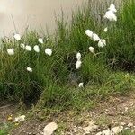 Eriophorum scheuchzeri Fula