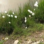 Eriophorum scheuchzeri Blüte