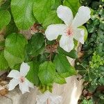 Hibiscus waimeae Fleur