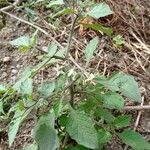 Solanum nigrum ফুল