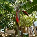 Heliconia rostrata ফুল