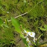 Sagittaria rigida Hostoa