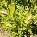 Salix cinerea Folha