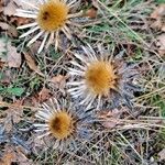 Carlina vulgaris 花