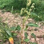 Persicaria lapathifoliaफूल