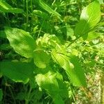 Crepis lampsanoides Feuille