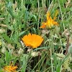 Calendula stellata Flower