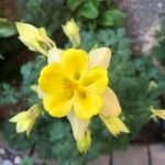 Aquilegia chrysantha Blüte