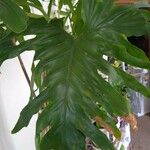 Philodendron bipinnatifidum Лист