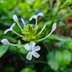 Plumbago zeylanica फूल
