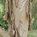 Melaleuca styphelioides Bark