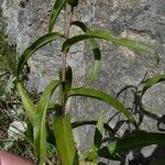 Buphthalmum salicifolium Ліст