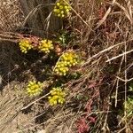 Dudleya farinosa Flower