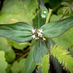 Spermacoce remota Flower