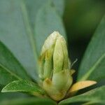 Rhododendron loranthiflorum その他の提案