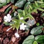 Plumbago zeylanica Blomma