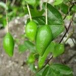 Passiflora suberosa Fruto