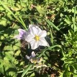 Solanum bonariense Цвят