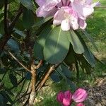 Rhododendron vernicosum Bark