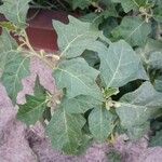 Solanum aethiopicum Blad