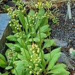 Primula bulleyana Fruit