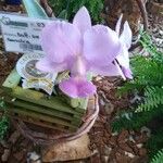 Cattleya walkeriana Flower