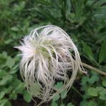 Clematis occidentalis Fruit