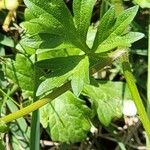 Ranunculus sardous List