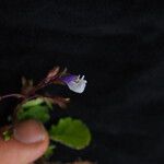 Mazus dentatus Прочее