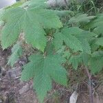 Acer pseudoplatanus خشب