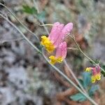 Capnoides sempervirens Žiedas