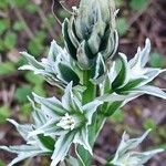 Ornithogalum boucheanum Blüte