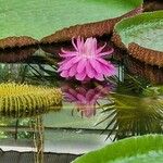 Victoria amazonica Habitat