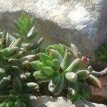 Petrosedum sediforme পাতা