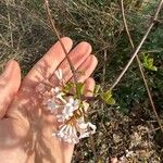 Viburnum farreriFlower