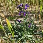 Anchusa undulata Feuille