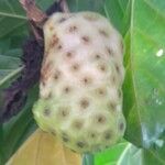 Morinda citrifolia Fruit