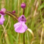 Cynorkis purpurascens Fiore