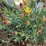 Zoegea leptaurea 形態
