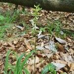 Platanthera orbiculata 花
