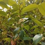 Cleyera japonica Flower